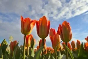 Tulip