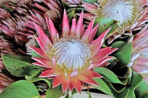 Protea cynaroides, the king protea