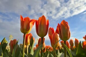 Tulip